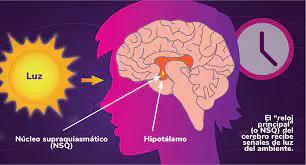 El reloj del cerebro recibe señales de luz