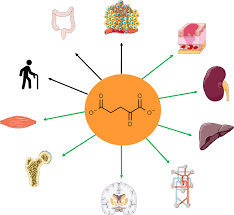 Alfa-cetoglutarato. Molécula clave para la energía, la epigenética, el cáncer y la ralentización del envejecimiento.